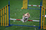Agility, Odette